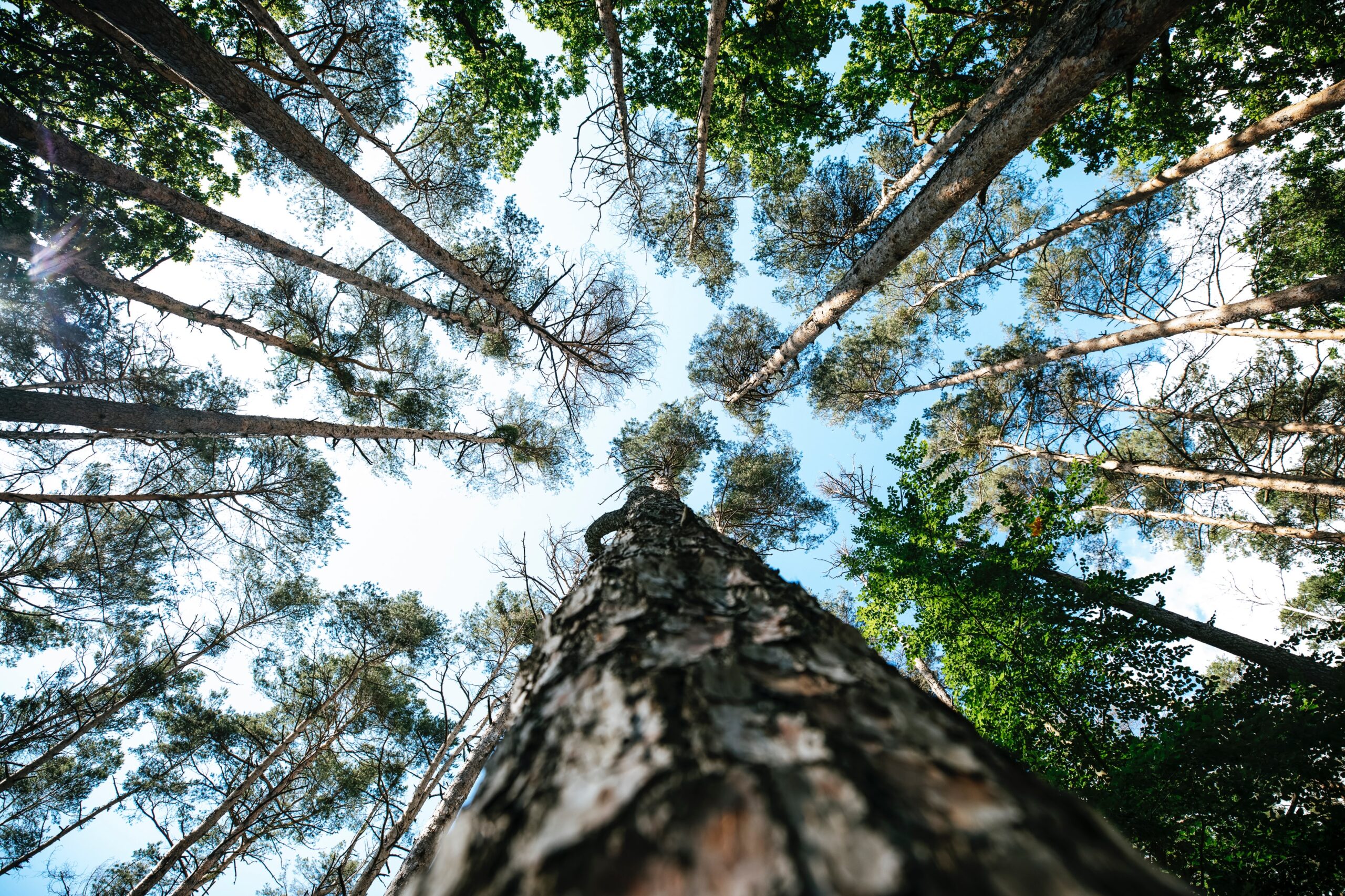 tree canopy tree surgeons south london