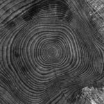 Tree Removal Cost: Your Ultimate Guide from Tree Surgeons In South London