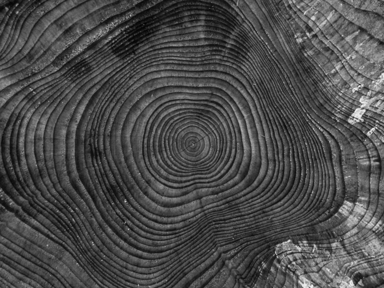 tree rings tree surgeons in south east london