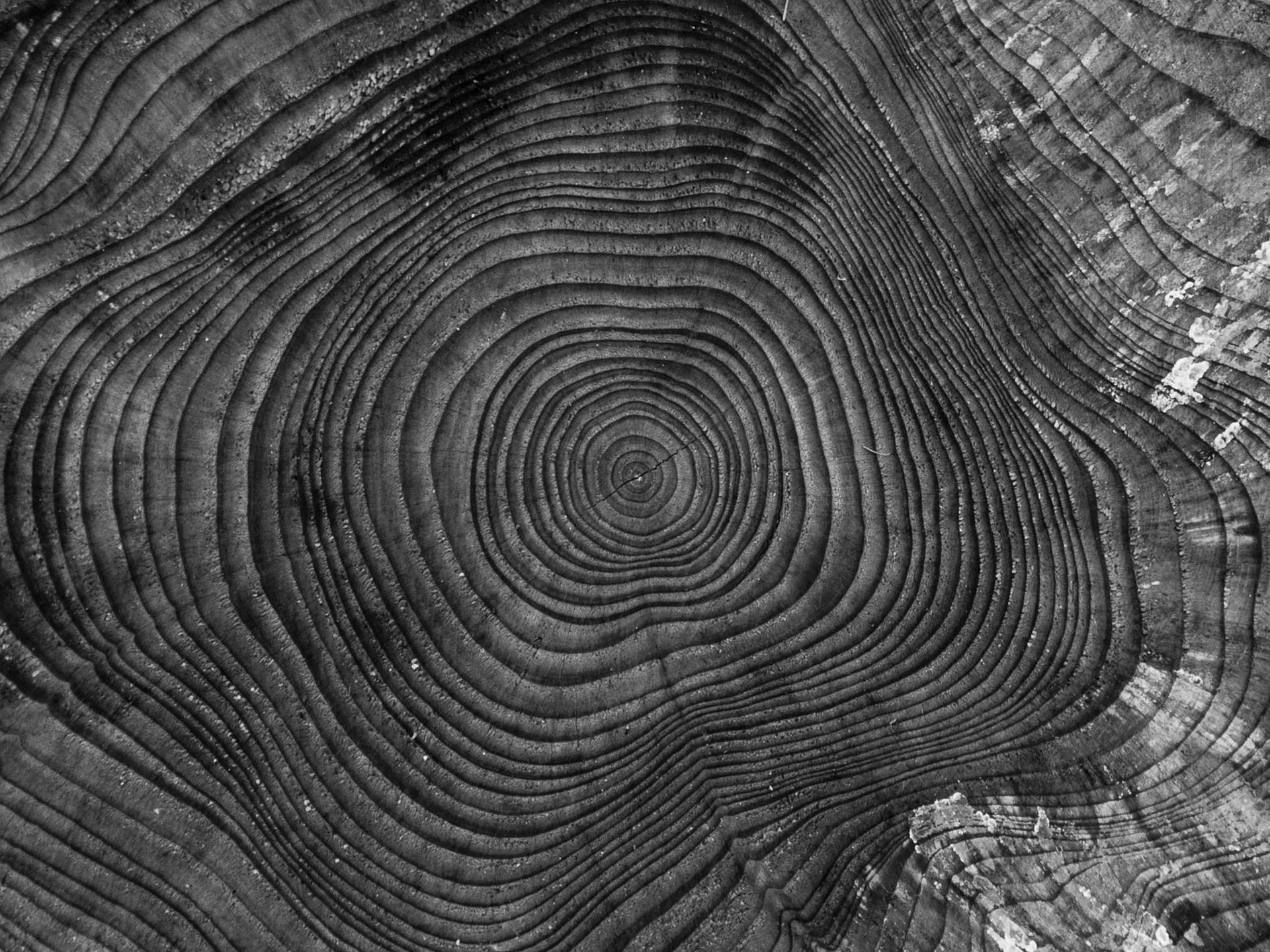 tree rings tree surgeons in south east london