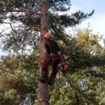 Tree Surgeon and Arborist: Understanding the Difference