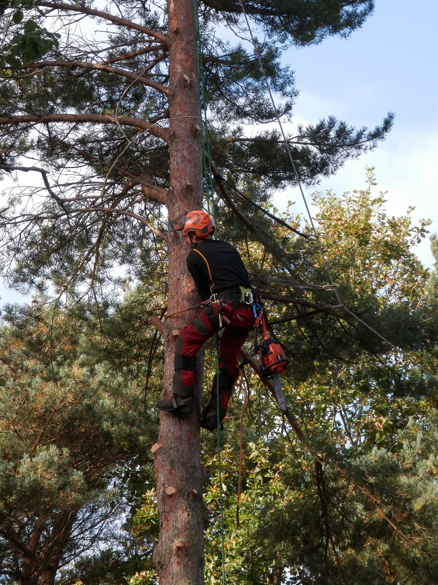 Arborist south london