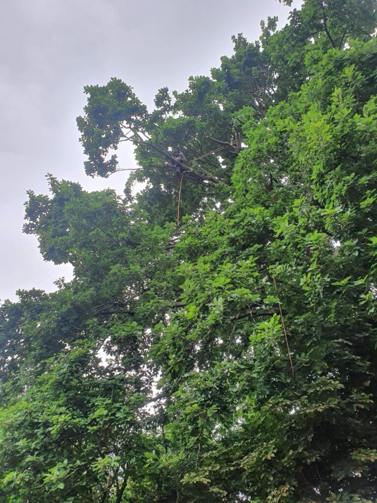 tree pruning south london