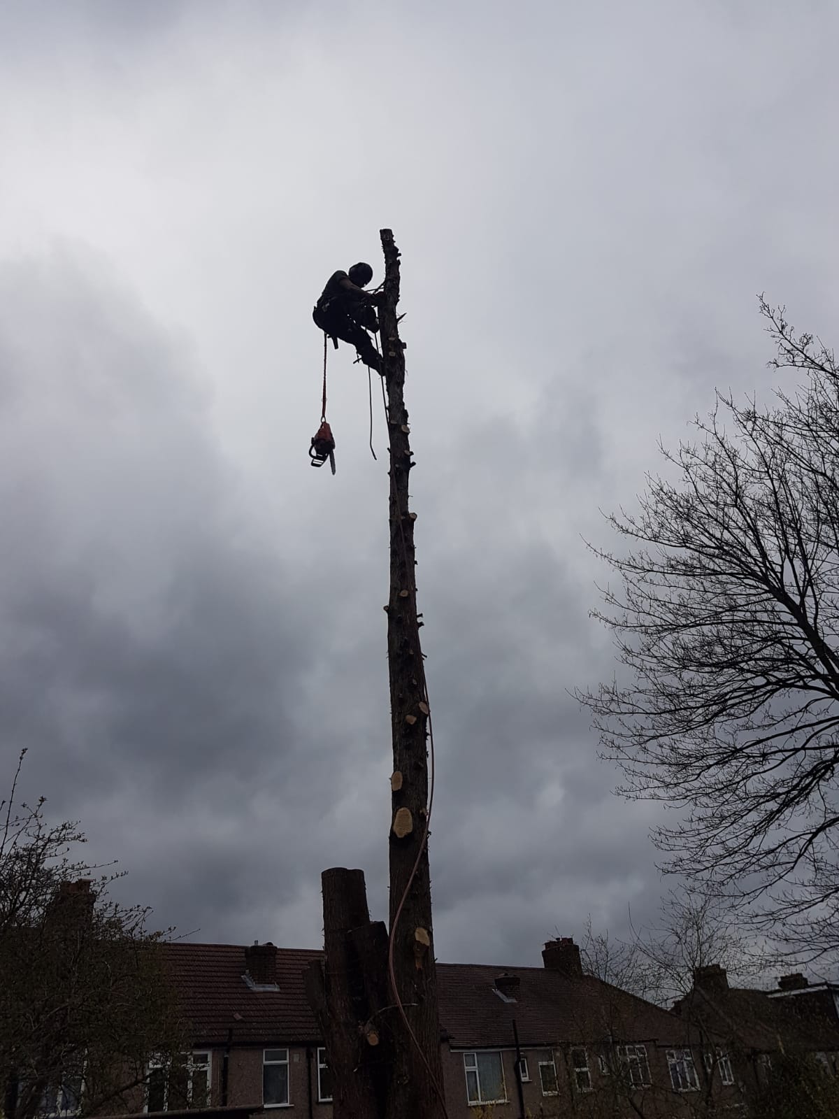 tree removal south london