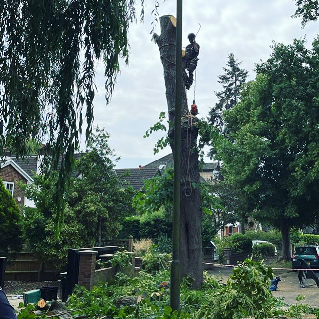 tree surgeon tree removal south london