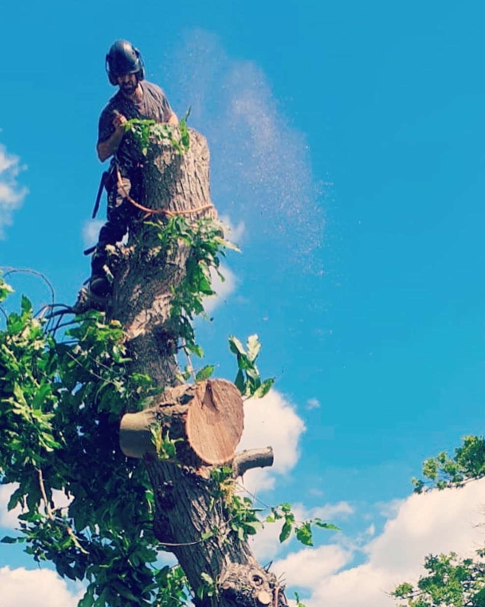 tree removal south london