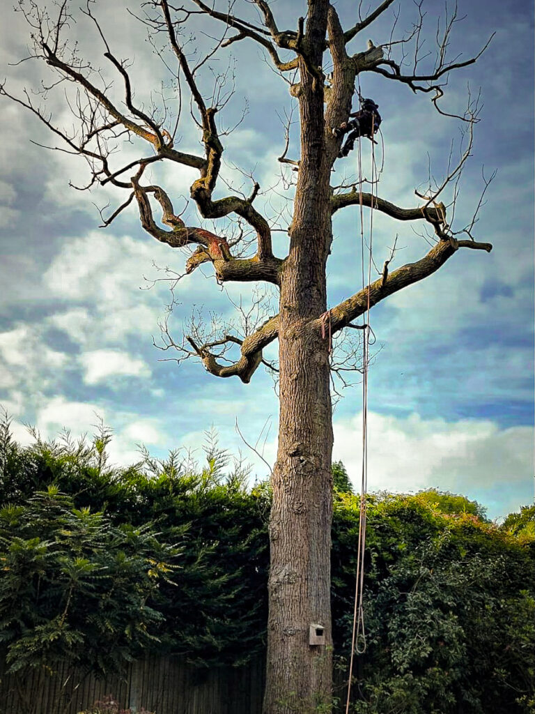 tree climber south london large oak tree removal