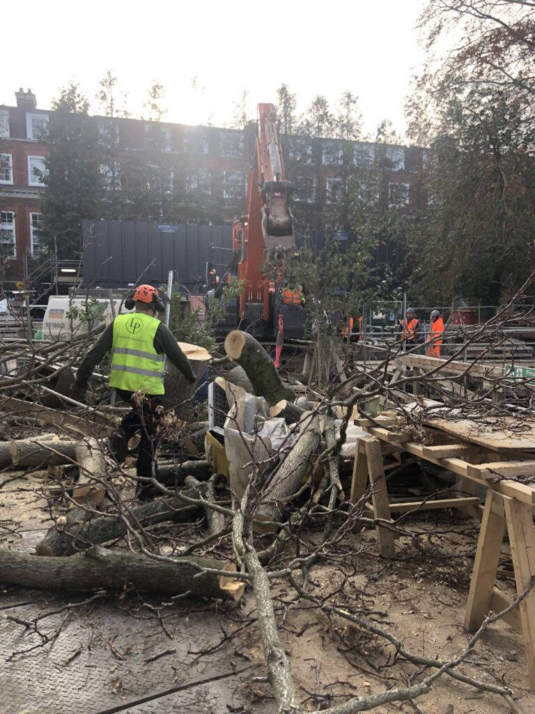 Tree Surgeons South London