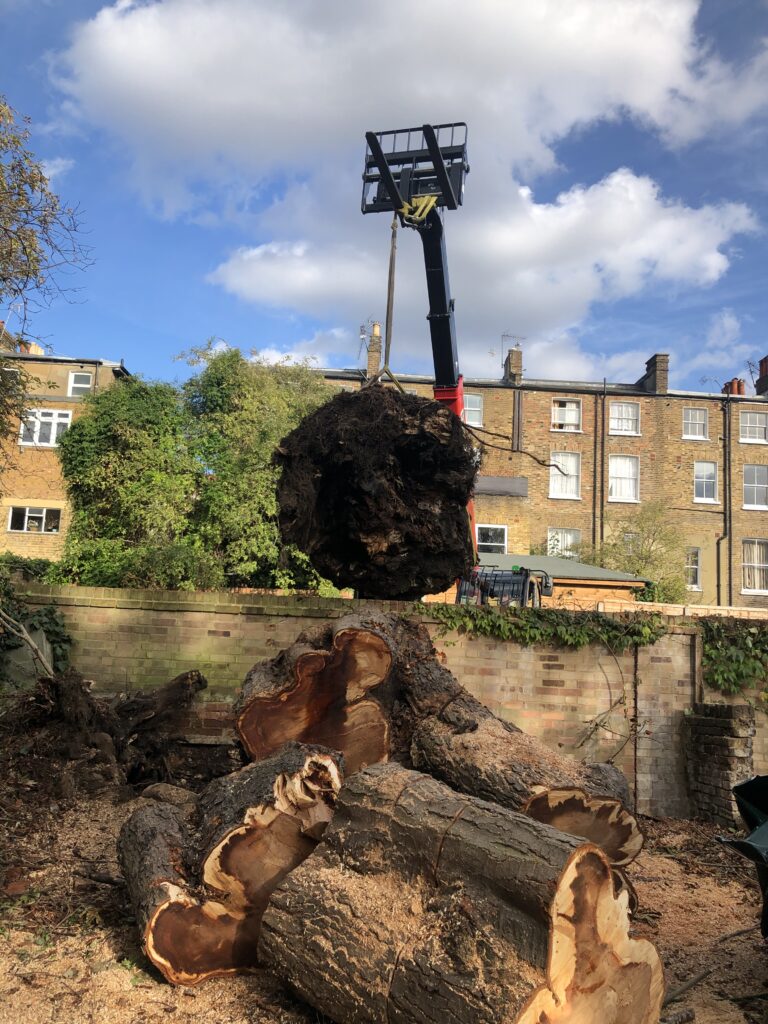 emergency tree removal and clean up london