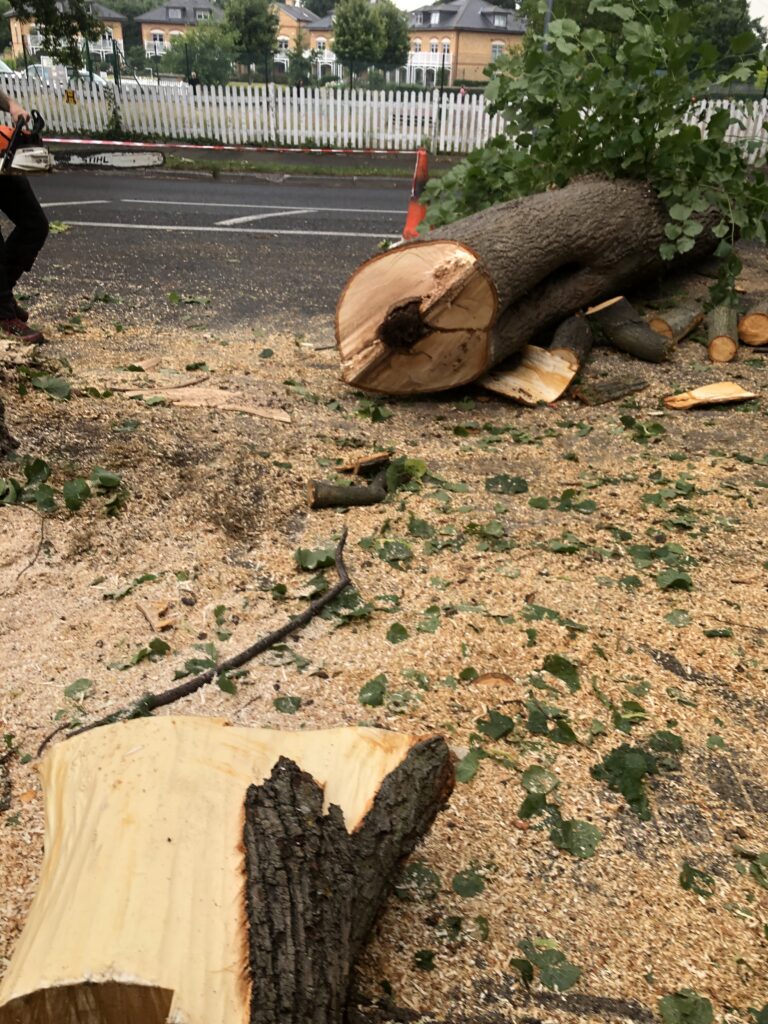 Tree Surgeons South London