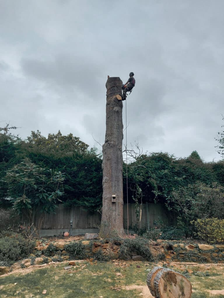 Removing a dead Oak tree in Croydon, South London