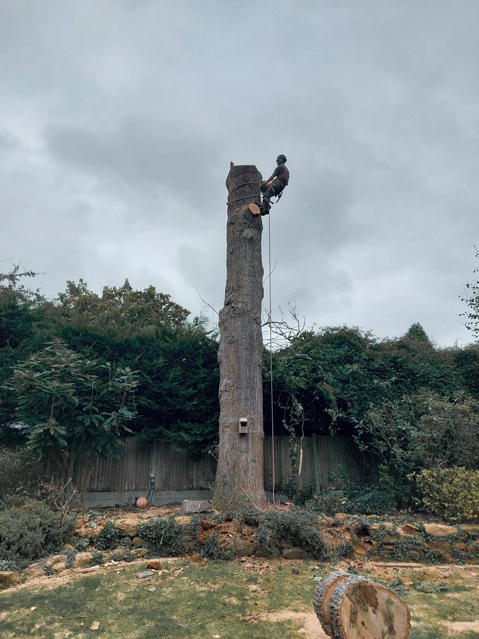 Removing a dead Oak tree in Croydon, South London