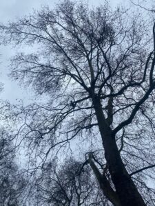 Tree Survey London plane