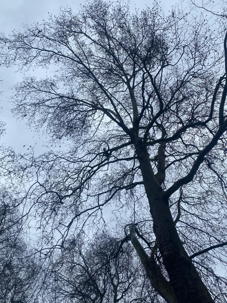 Carrying out an Aerial Tree Inspection on a very large Plane tree in the borough of Chelsea and Kensington