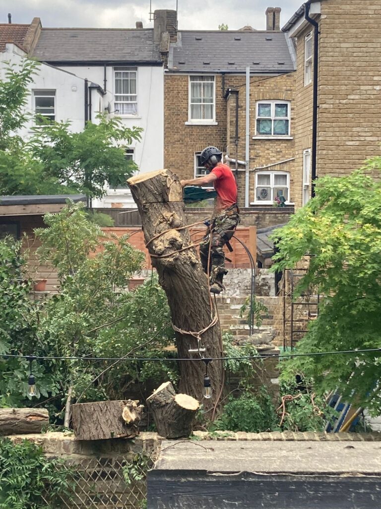 Tree Removal London " Robinia Section fell in East London