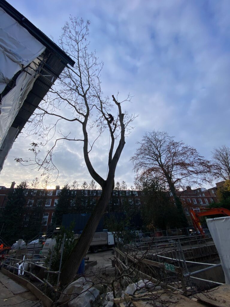Tree Surgeon Removing a Tree in Knightsbridge, London