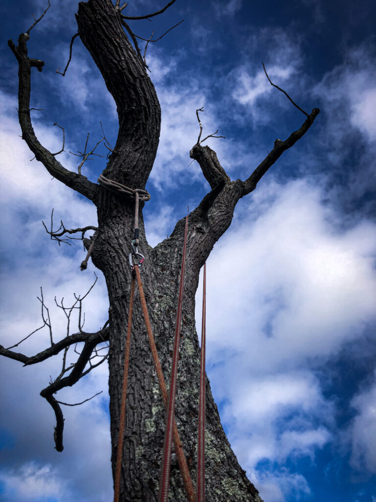 Safely Removing a dead Oak in Bromley using rigged lowering techniques, London