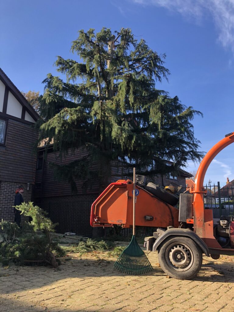 Tree Pruning a Ceder in Croydon, London