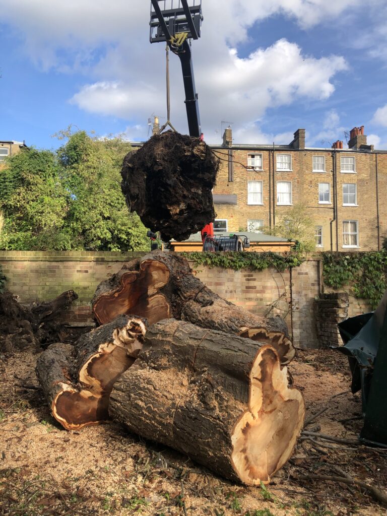 Emergency Tree Surgeon London