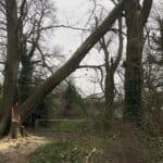 Emergency Tree Surgery: Storm Damaged Beech Tree Lewisham
