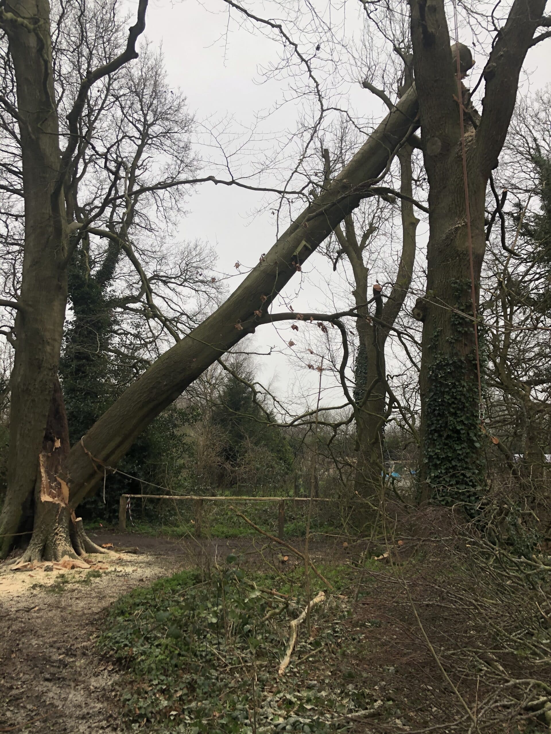 Emergency tree Work- Safely clearing a storm damaged Beech Tree in Bromley