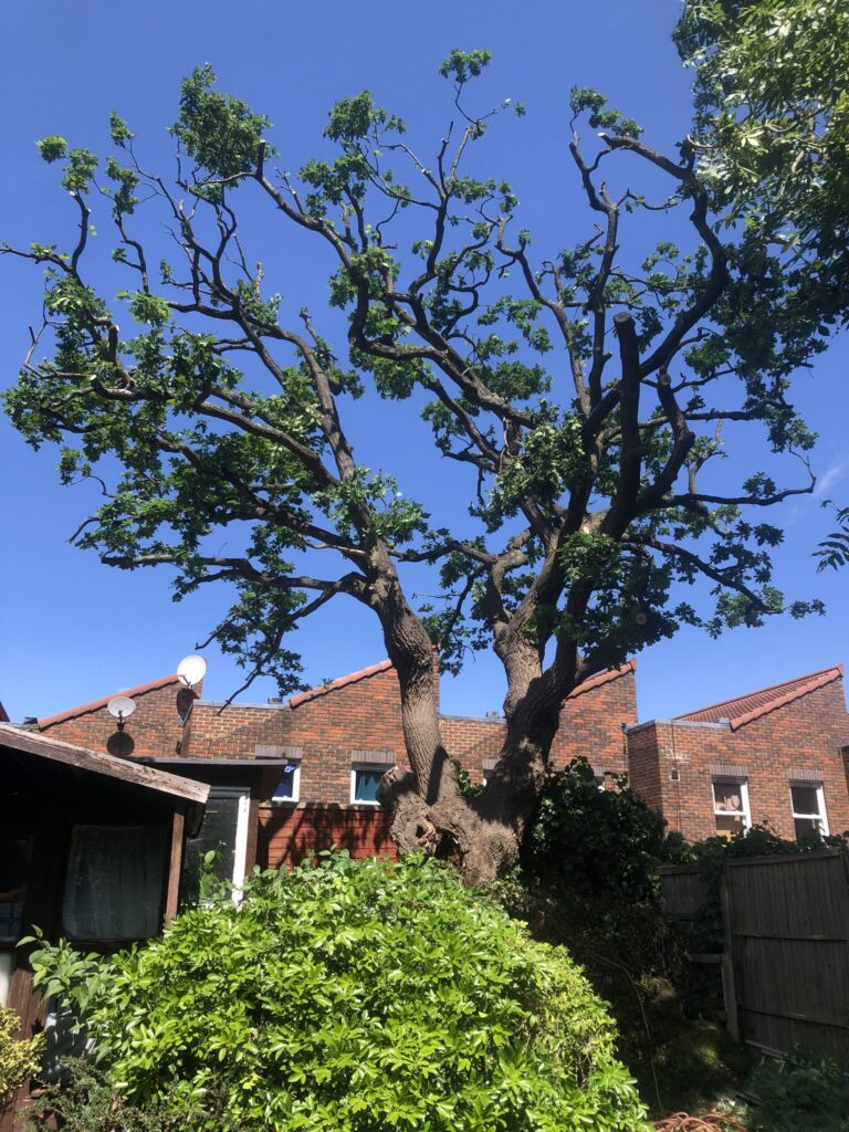 Tree Surgeons In North London