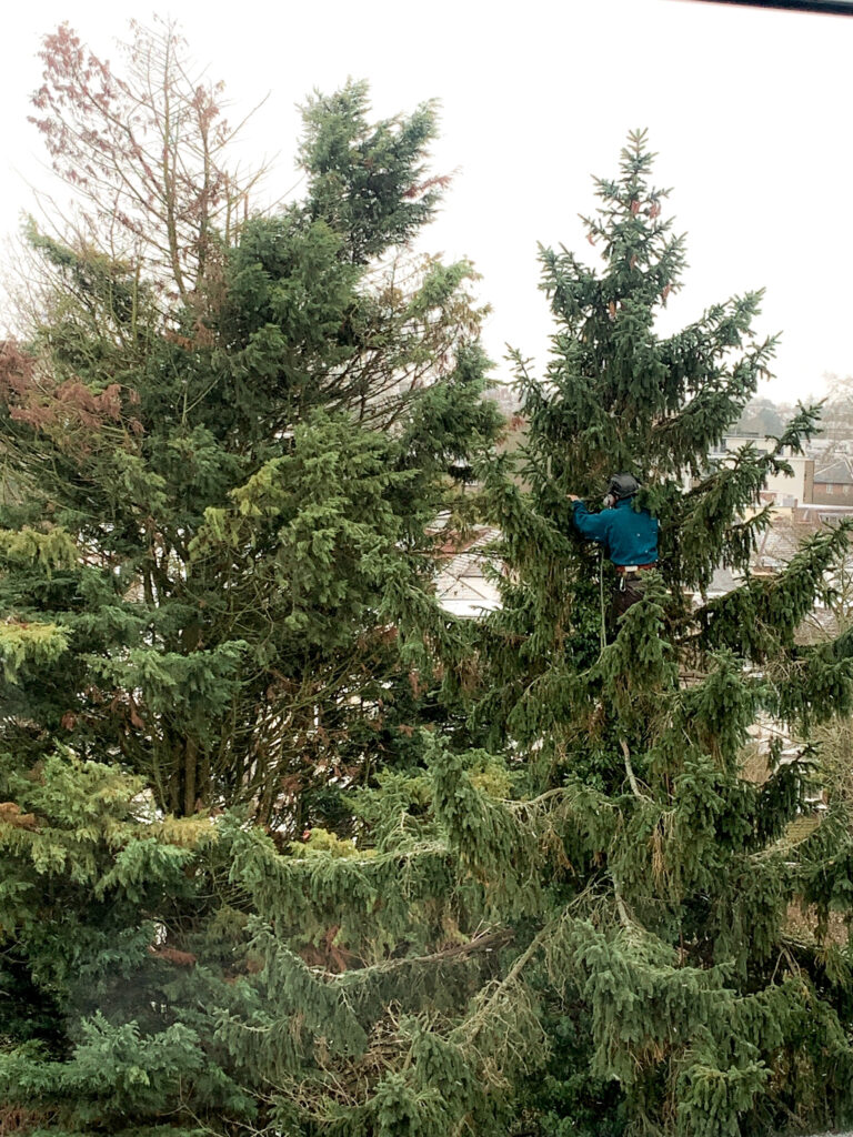 Aerial Tree Inspection of Ceder in Streatham Surveying Trees in London