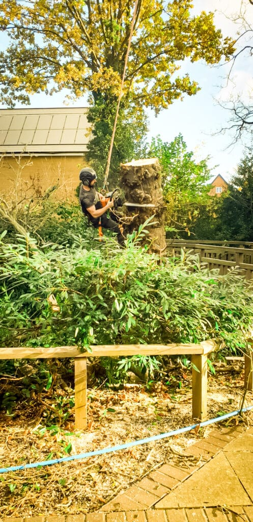 Tree Surgeon Removing an Oak in Bromley, South London