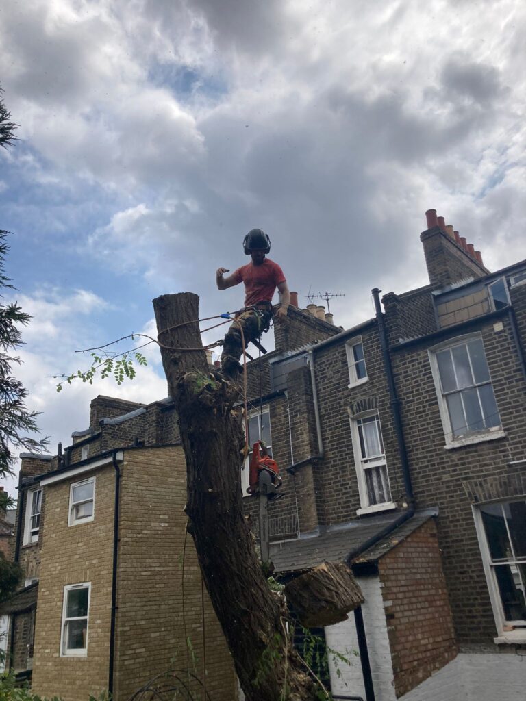 Removing a Robinia Tree in Hackney, London