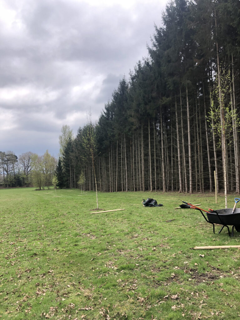 Tree planting saplings in London