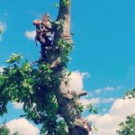 Tree Removal London: When & Why Necessary