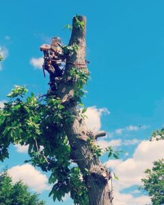 Tree Felling London