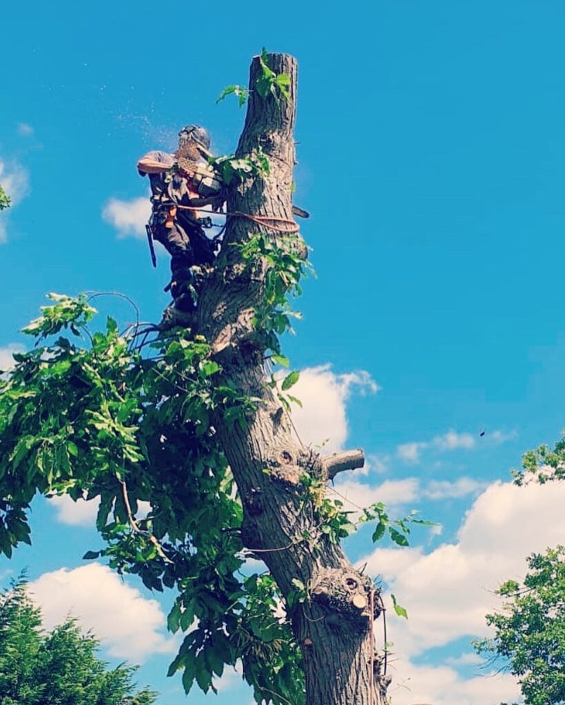 Tree Felling London