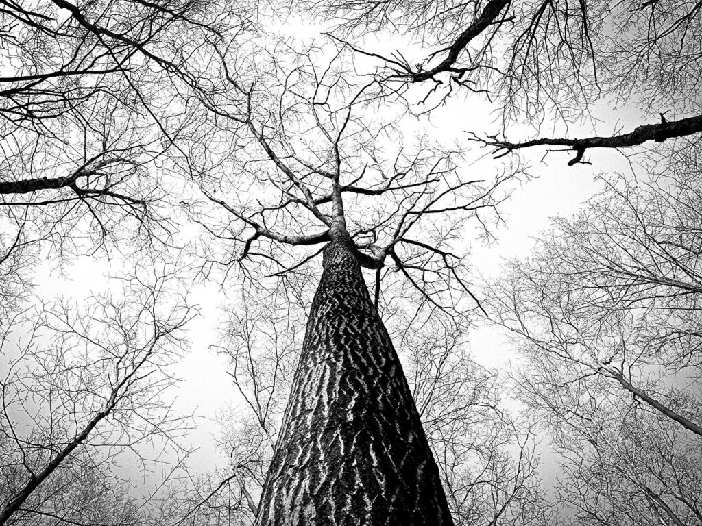 Tree Surgeons In South London Limited - Poplar Tree- Care for trees in Southwark