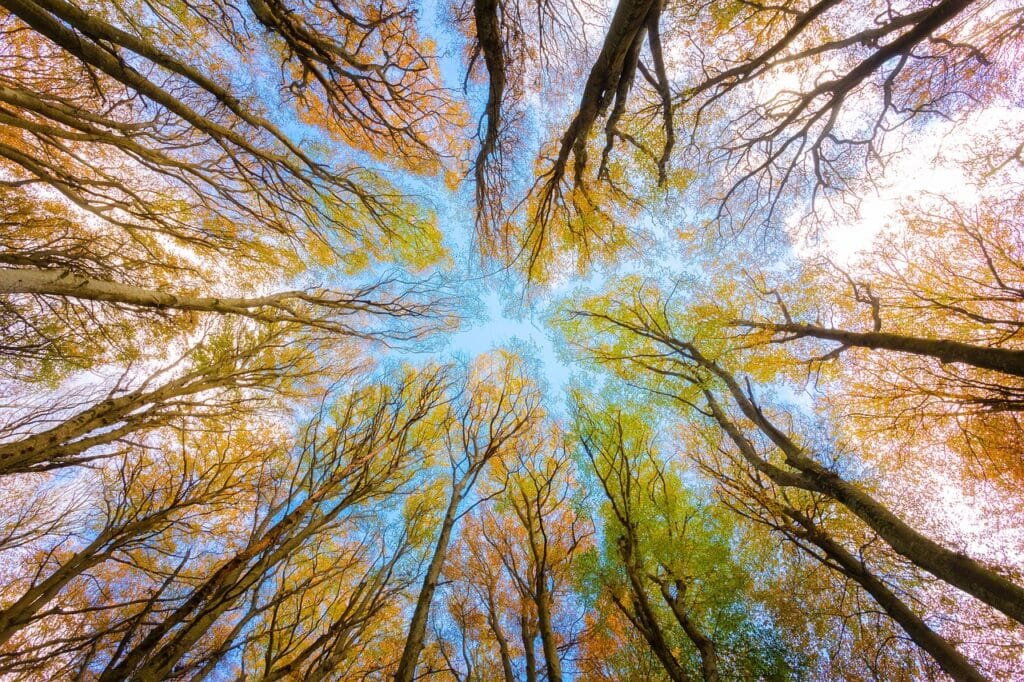 Tree Surgeons in South London limited carry out Tree Hazard Assessment and Health and Safety surveys on London Properties