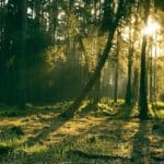 Tree Preservation Orders and Overhanging Branches: What You Need to Know