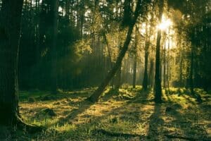 Tree Surgeons in South London limited carry out Tree Hazard Assessment and Health and Safety surveys on London Properties