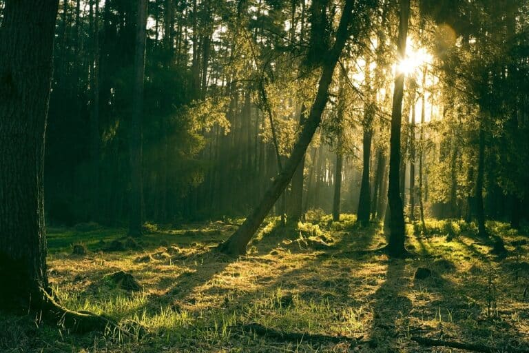 Tree Surgeons in South London limited carry out Tree Hazard Assessment and Health and Safety surveys on London Properties