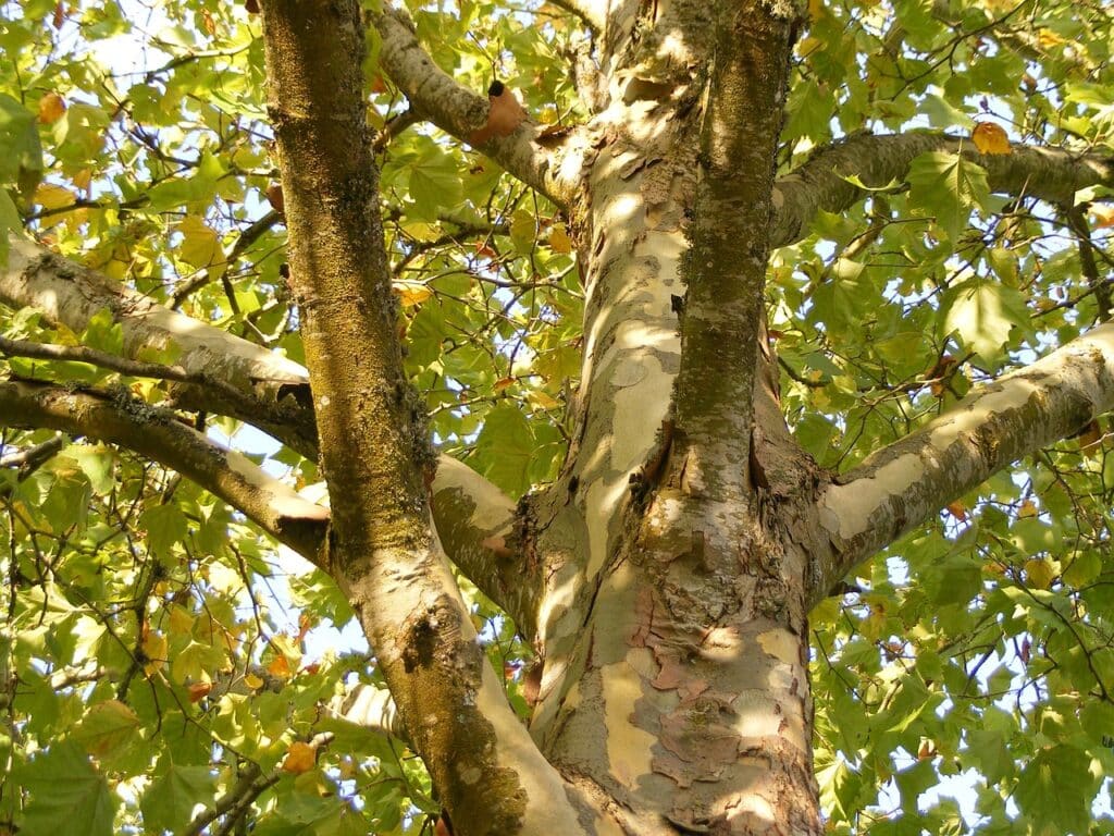 Plane Tree Tree Surgeons South London