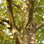 Tree Surgeons In South London: Our Guide to Tree care and maintenance services in South London