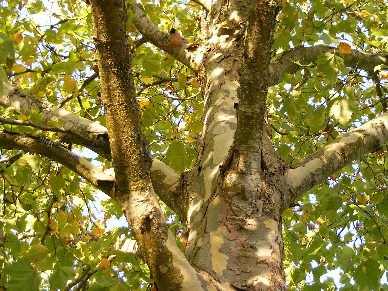 Plane Tree Tree Surgeons South London