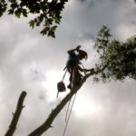 What is Tree Surgery? Exploring the Tree Surgeon’s Role
