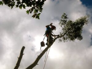 Tree Surgeon in South London carrying out a Tree Removal in Lewisham, London