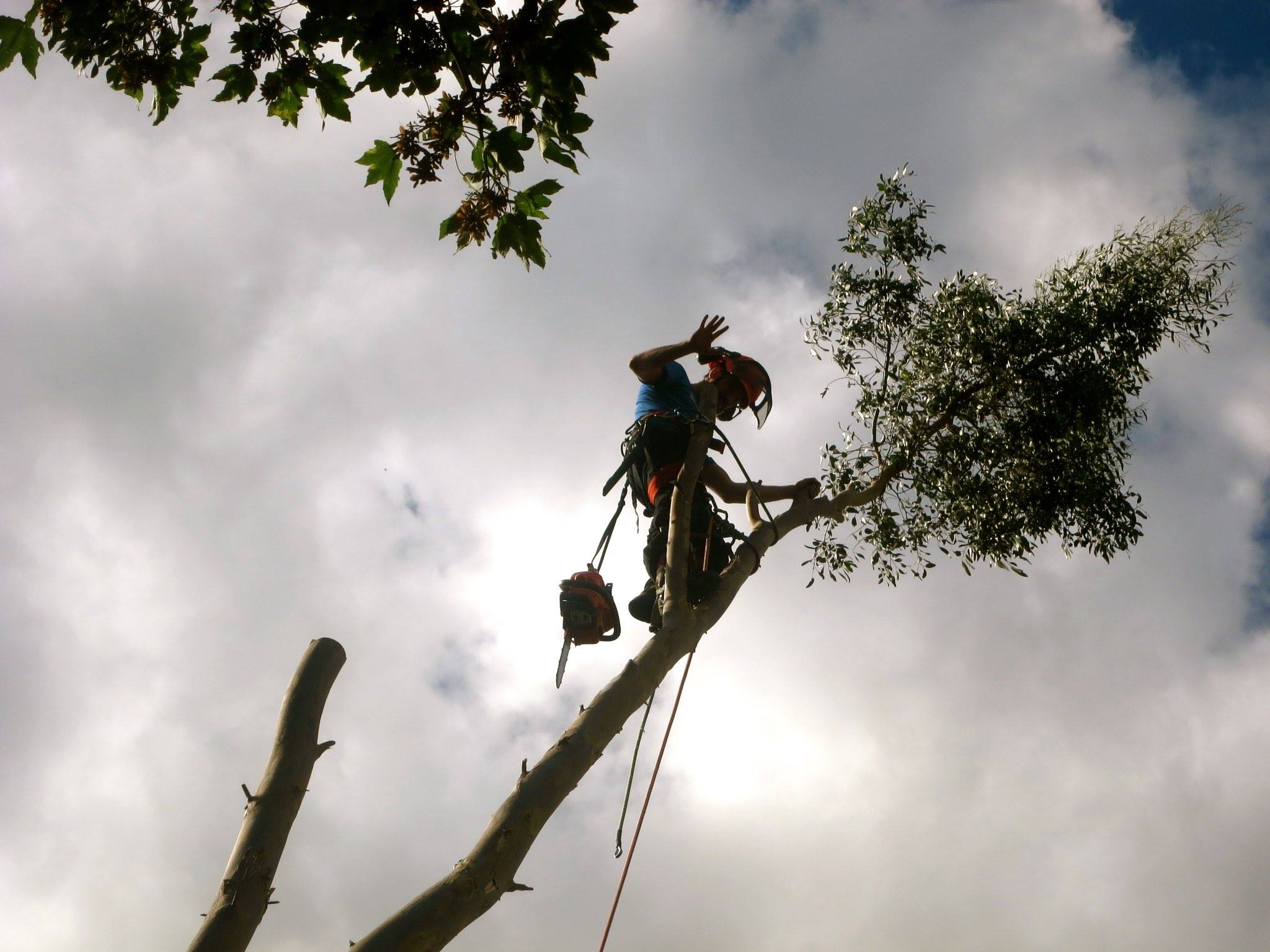 Tree Surgeon in South London carrying out a Tree Removal in Lewisham, London