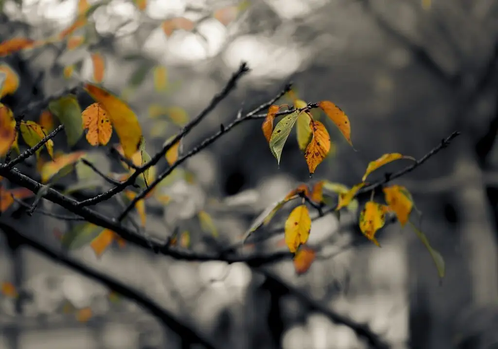 Tree surgeon in Muswell Hill | Tree Surgeons in South London Ltd