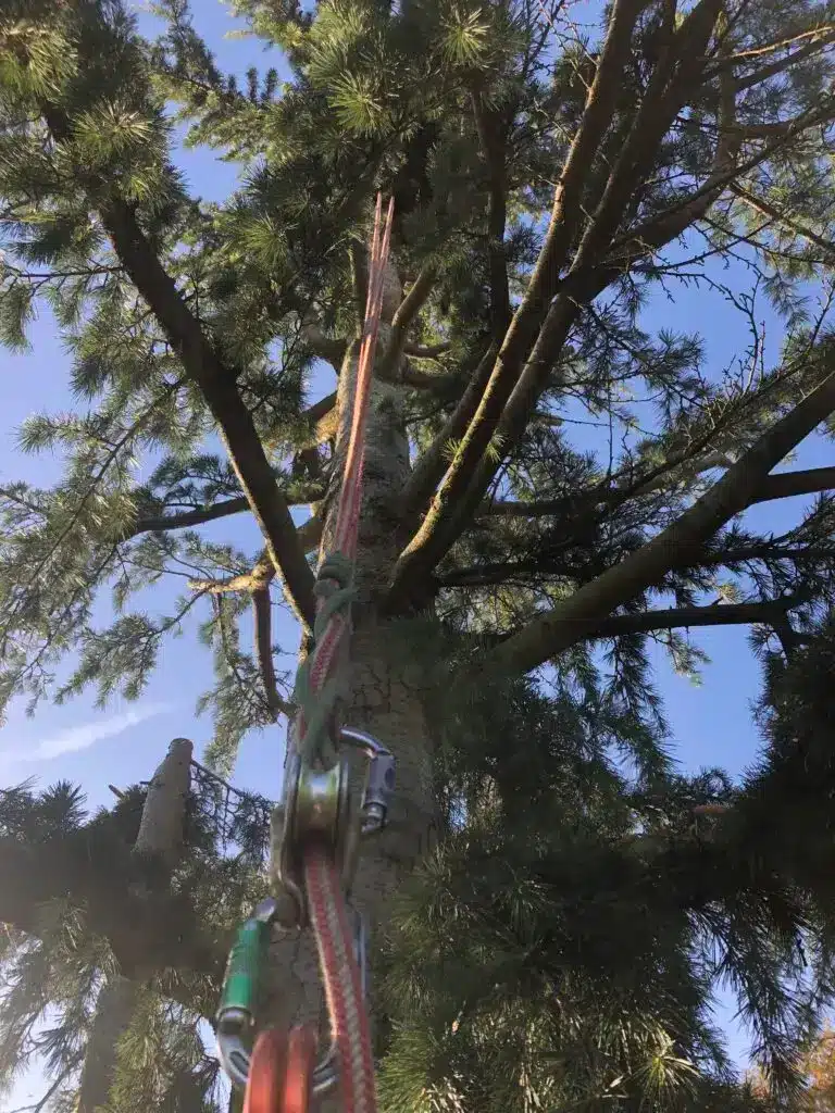 Tree Surveying a Spruce Tree in Wimbledon for Tree Surgeons in South London Limited