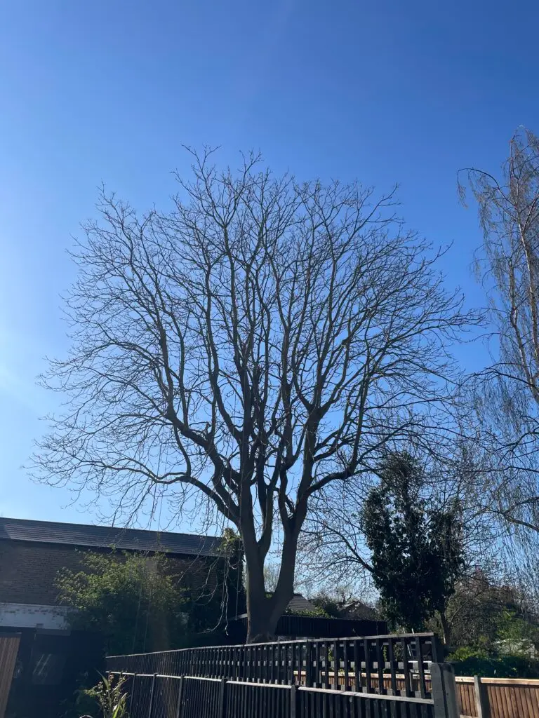 Before photo of a large tree of heaven we reduce in Lambeth - Tree Surgeons in South London Limited.