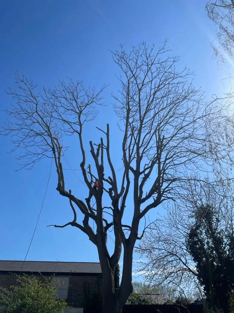 Carrying out a Crown reduction of a large Tree of Heaven in Lambeth- Tree Surgeons in South London Limited