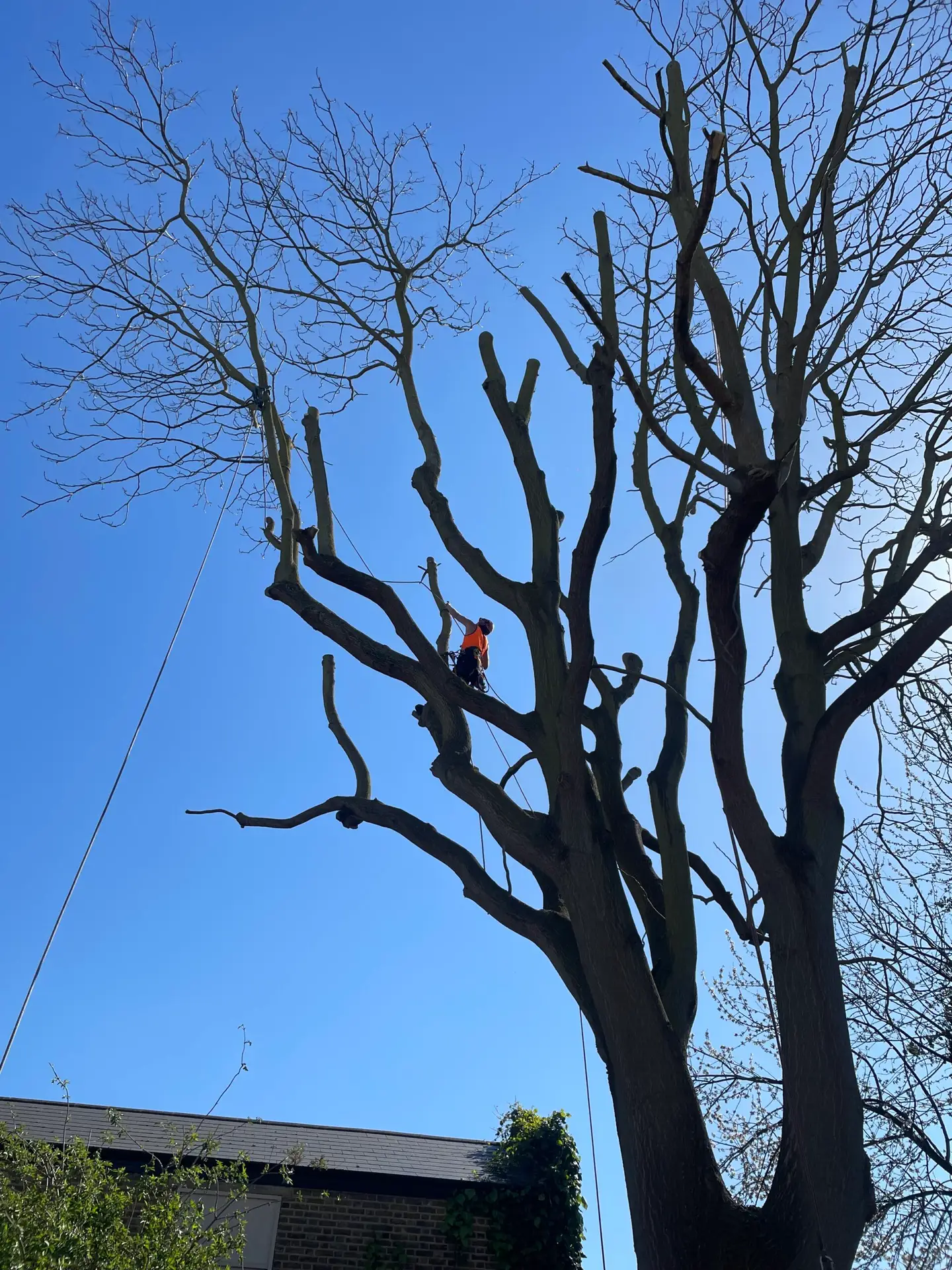 Lowering a reduced limb during a Crown Reduction of a Large Tree of Heaven using lowering techniques- Lambeth