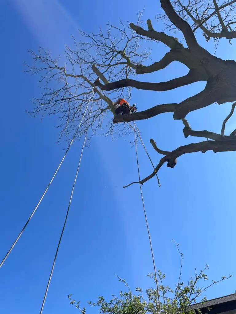 Crown Reduction- Tree of Heaven Reduction- Lambeth